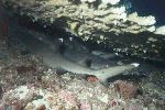Kleine Haie unter Tischkoralle (21 kB)