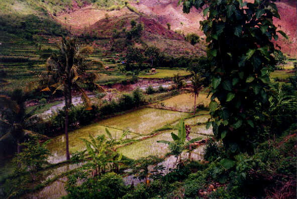 Sumbawa-Landschaft
