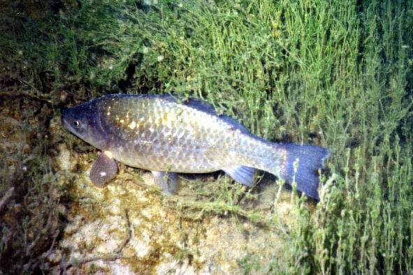 Fisch im Lechausee (1)