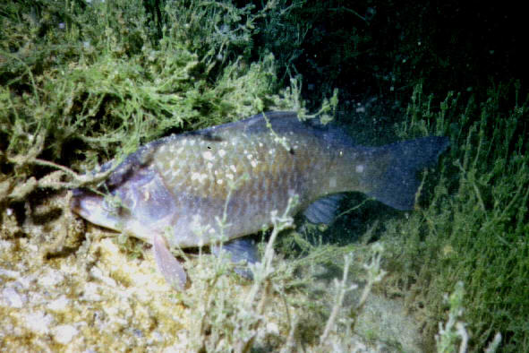 Fisch im Lechausee (2)