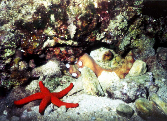 Oktopus mit Seestern