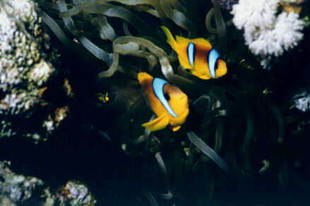Clownfische in Anemone