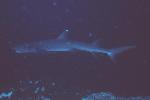 Weißspitzenriffhai