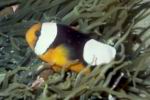 Sattelfleck-Clownfisch